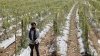 सफ लता की कहानी :पारंपरिक फसल छोड़ अपनाई करेले की आधुनिक खेती