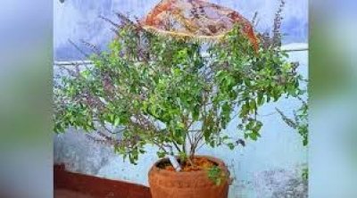 तुलसी की इस तरह करेंगे पूजा तो घर में आ जाएगी सुख-समृद्धि, पौधे पर अर्पित करें ये चीजें