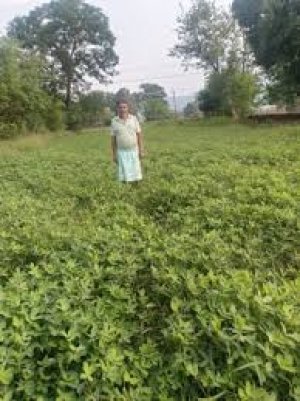 गर्मी के मौसम में मूंगफली की खेती बनी किसानों के लिए लाभदायक विकल्प