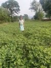 गर्मी के मौसम में मूंगफली की खेती बनी किसानों के लिए लाभदायक विकल्प