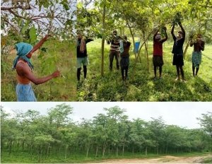 आदिवासी किसानों के लिए रेशम कीट पालन बना अतिरिक्त आय का जरिया