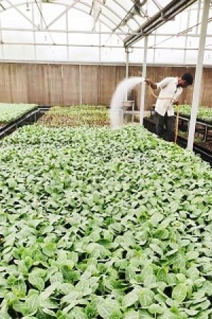 सब्जी बीज से थरहा तैयार करने की नई सीडलिंग मशीन स्थापित..