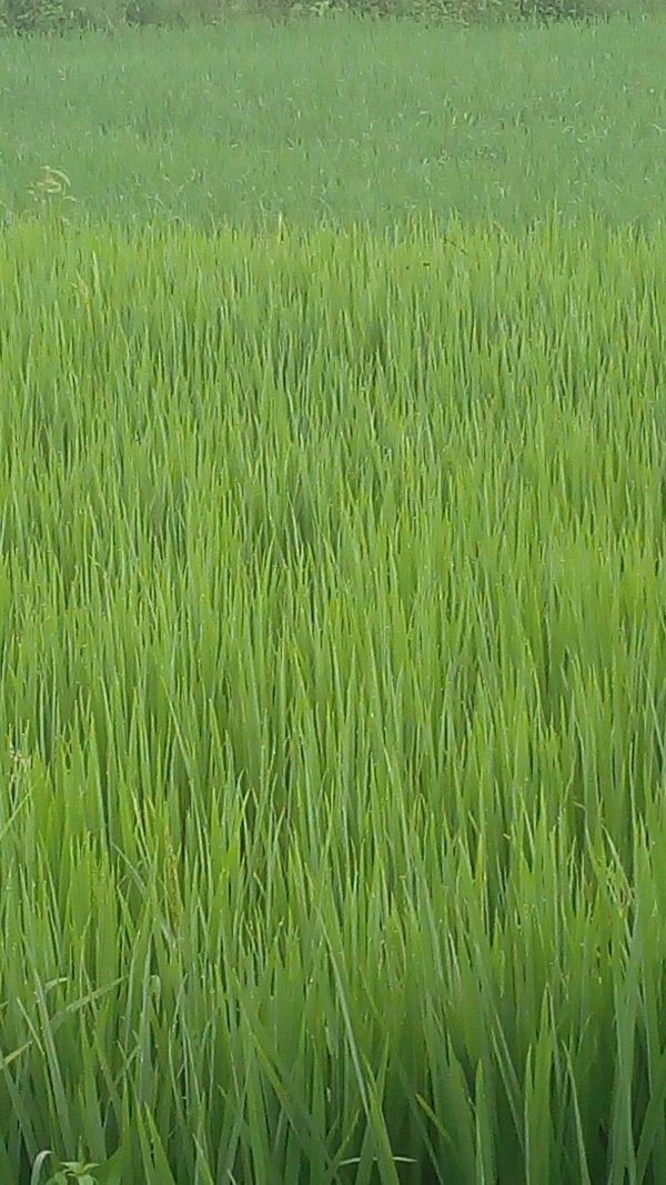 सिंचाई के लिए पानी देने प्रस्तावित ग्रामवार सूची की गई जारी ग्रीष्मकालीन रबी फसल (धान) लगाने