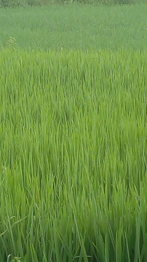 सिंचाई के लिए पानी देने प्रस्तावित ग्रामवार सूची की गई जारी ग्रीष्मकालीन रबी फसल (धान) लगाने