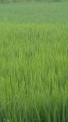 सिंचाई के लिए पानी देने प्रस्तावित ग्रामवार सूची की गई जारी ग्रीष्मकालीन रबी फसल (धान) लगाने