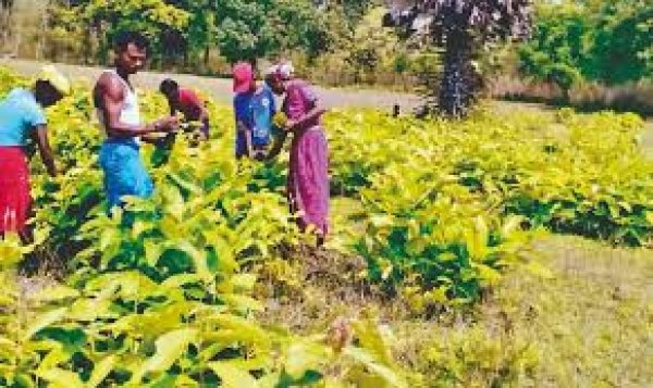 बीजापुर जिले में तेंदूपत्ता संग्राहकों को मिलेगा पूरा मेहनताना