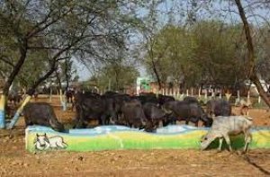 आज दुर्ग के गौठानों में मनाया जाएगा हरेली पर्व, पारम्परिक कार्यक्रमों का होगा आयोजन