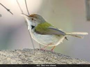 प्रकृति प्रेमी और शहरवासी - क्या दोनों होना संभव है?