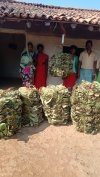 संकट में वनवासियों की ढाल बन गए वनोपज कोरोना काल में रोजगार भी दिया, आमदनी भी
