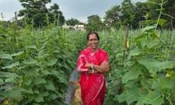बिहान से बहनों को मिला आर्थिक संबल, खीरे की खेती से सुभद्रा मंडल ने लिखी आत्मनिर्भरता की नई कहानी