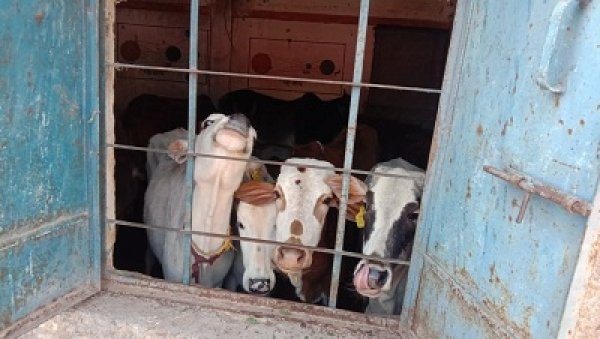 भदराली स्कूल के पुराने भवन में मवेशियों को किया कैद