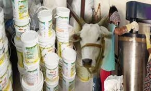 गोबर पेंट से 5 करोड़ 61 लाख की आय