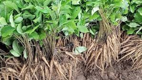 औषधीय पौधों की खेती का सफल प्रयास - छत्तीसगढ़ के किसानों में जगी नई आस