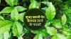 गर्मियों में सुबह खाली पेट बेल पत्र खाने से मिलेंगे 5 अनगिनत फायदे