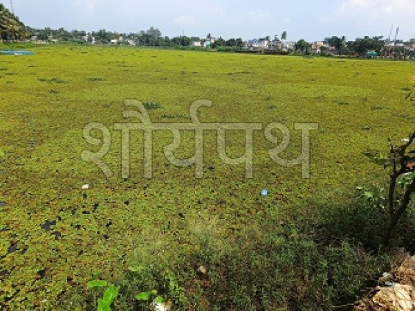 प्रकृति ने बना दिया हरेभरे तालाब को मैदान नुमा,अब लोगो को भी लग रहा मैदान,बड़ी दुर्घटना की सम्भावना