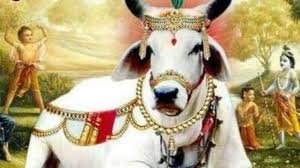 घर पर आए गोमाता तो अवश्य कराएं भोजन, गोसेवा से दूर हो जाता है हर कष्ट