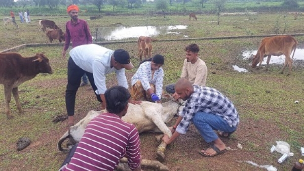 लिटिया में घुमंतू पशुओं से फसल व सड़क सुरक्षा की पहल, गौवंशों का विस्थापन शुरू