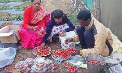 जशपुर अंचल में लोकप्रिय हो रही है स्ट्राबेरी की खेती  प्रति एकड़ 3 से 4 लाख तक कमाई 60 किसान  कर रहे हैं खेती