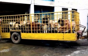 निगम ने रोका छेका के दूसरे दिन पकड़े 34 मवेशी.......