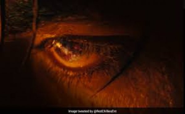 शाहरुख खान नहीं 'जवान' के पोस्टर में दिखी नए किरदार की झलक, क्या डायहार्ड फैंस बता पाएंगे कौन है ये?