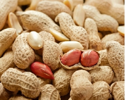 जरूरी नहीं महंगी बादाम खाना,सस्ती मूंगफली भी है प्रोटीन का खजाना