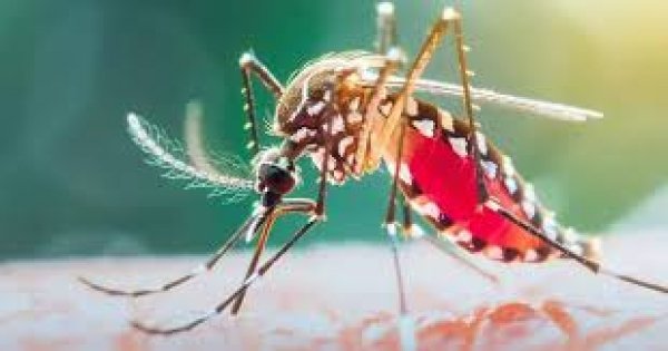 बस्तर संभाग में मलेरिया प्रकरणों में 72% की गिरावट: जनसहयोग से मिली बड़ी सफलता