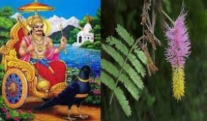 शनिवार को इन उपायों को करने से प्रसन्न होते हैं शनिदेव, रंक से बन जाएंगे राजा