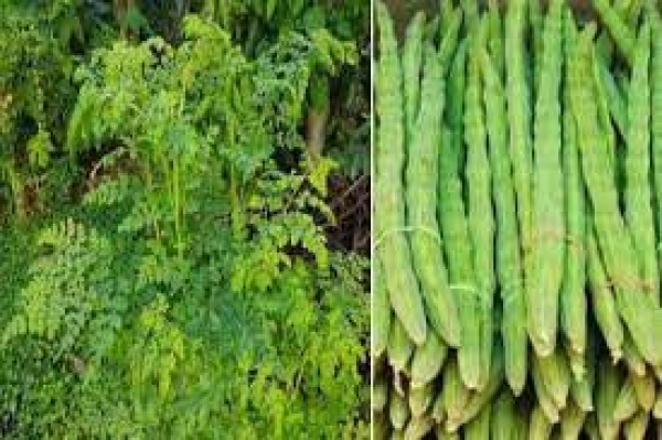 मनरेगा के अंतर्गत लगाए जाएंगे मुनगा के पौधे, नर्सरी भी तैयार की जाएगी