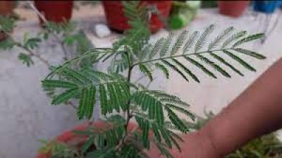 शनि देव को खुश करने के लिए आज ही घर लाएं शमी का पौधा, दूर होगी हर तकलीफ, जानें इसके चमत्कारिक गुण
