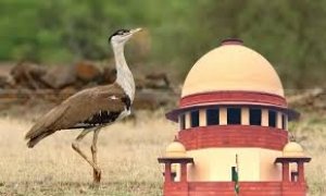 &ldquo;आप रेगिस्तान के मेहमान, मालिक नहीं&rdquo; &mdash; सुप्रीम कोर्ट का गोडावण बचाओ ऐतिहासिक फैसला