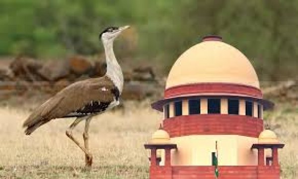 &ldquo;आप रेगिस्तान के मेहमान, मालिक नहीं&rdquo; &mdash; सुप्रीम कोर्ट का गोडावण बचाओ ऐतिहासिक फैसला