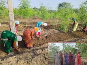 सुपर फुड मुनगा से कोकड़ी की महिलाओं को रही लाखों की कमाई