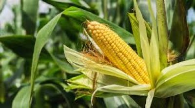 मक्का के अवैध परिवहन करते पाए जाने पर हुई कार्यवाही