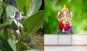 बेहद चमत्कारी होता है आक का पौधा, इन उपायों को करने से सुख-समृद्धि का होता है वास