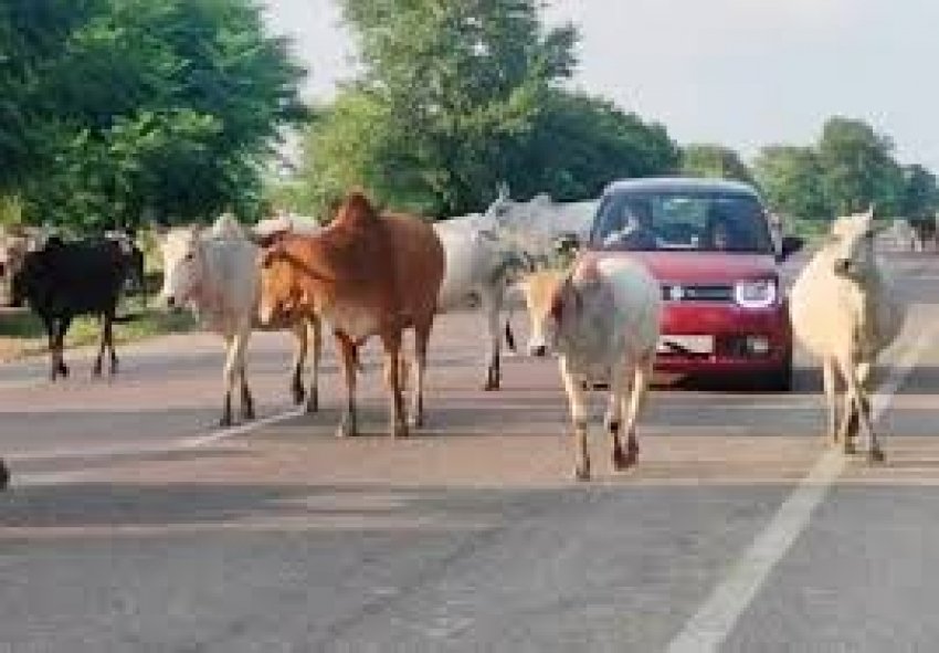 जिले में सड़क दुर्घटना में कमी लाने, बेहतर आवागमन तथा पशुओं की जीवन सुरक्षा हेतु अनुविभागीय दण्डाधिकारियों ने जारी किया आदेश