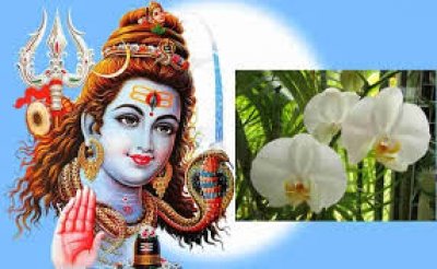 शिव पूजन में क्यों वर्जित हैं केतकी के फूल, जानिए क्या है इसके पीछे पौराणिक कथा